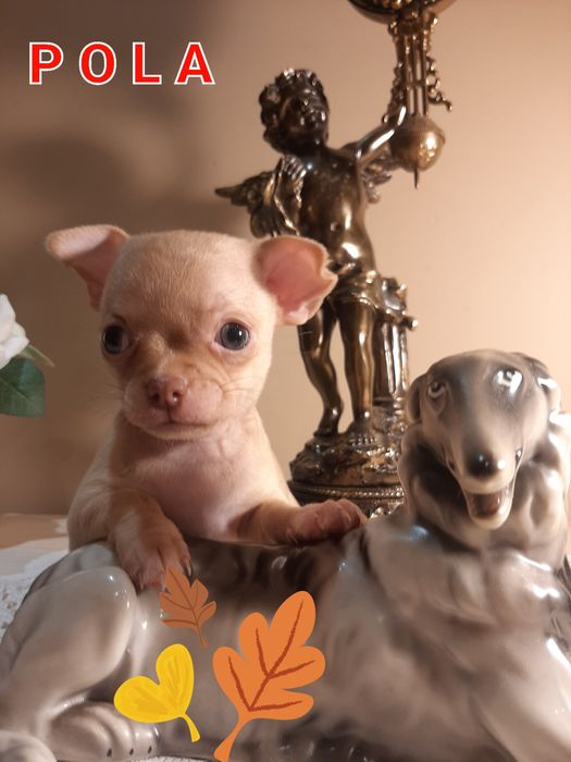 Piękna mini suczka Chihuahua kremowa