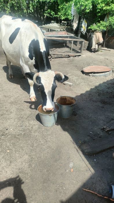 Продам дійну корову,три місяці після отелу .
,ще не парована,м'яка, спокійна.
