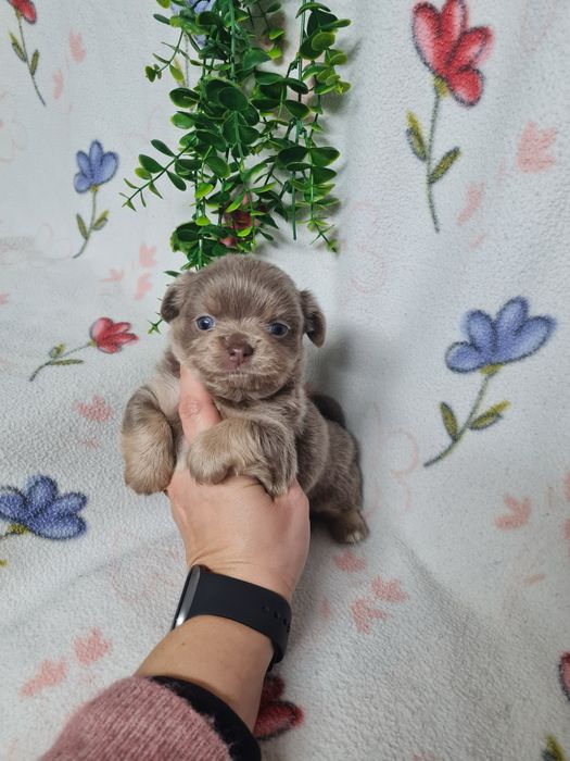 Excelente mini pelo comp Chihuahua/Chiuaua Linhagem Russa de Qualidade