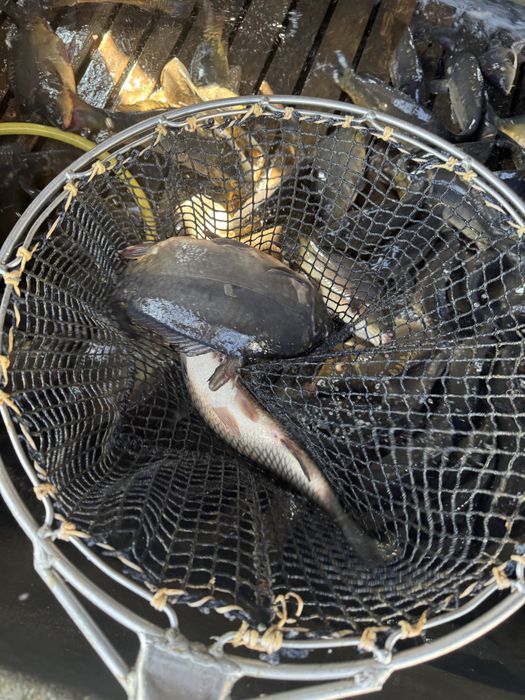 Karp hodowlany / handlowy Milicki 1-3 kg