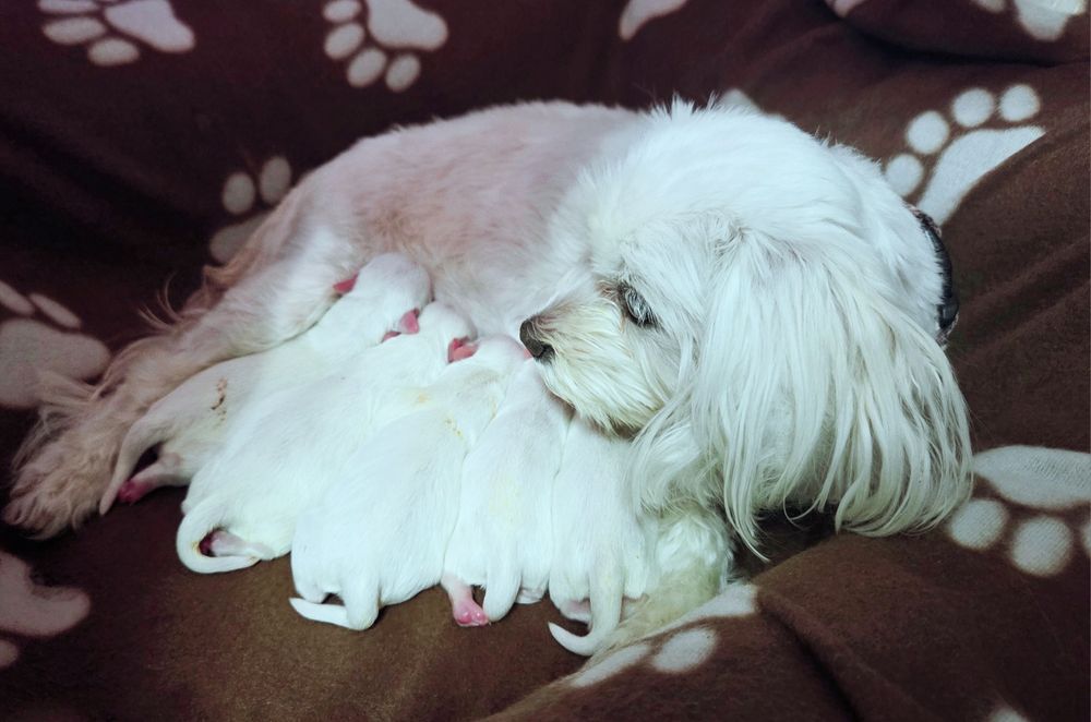 Maltańczyk suczka rodowodowa na Wielkanoc
