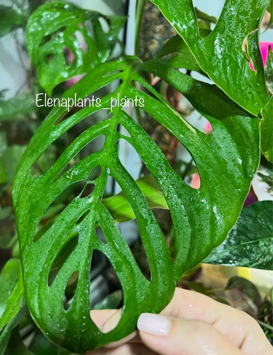 Монстера Full Mint, Peru, Laniata Mint, Frozen