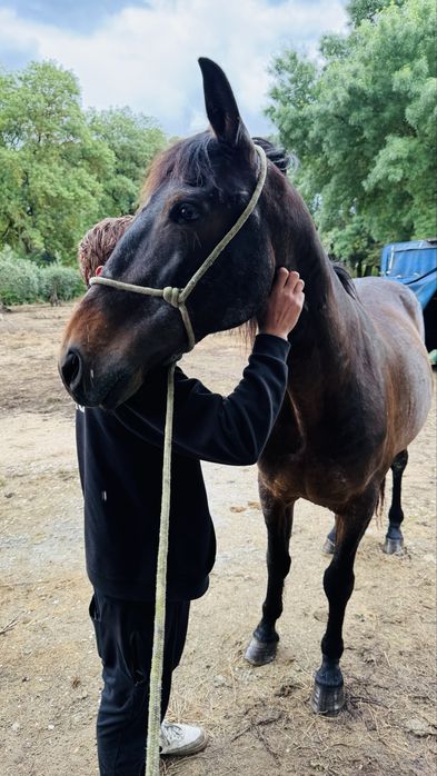 Troco cavalo por poldro