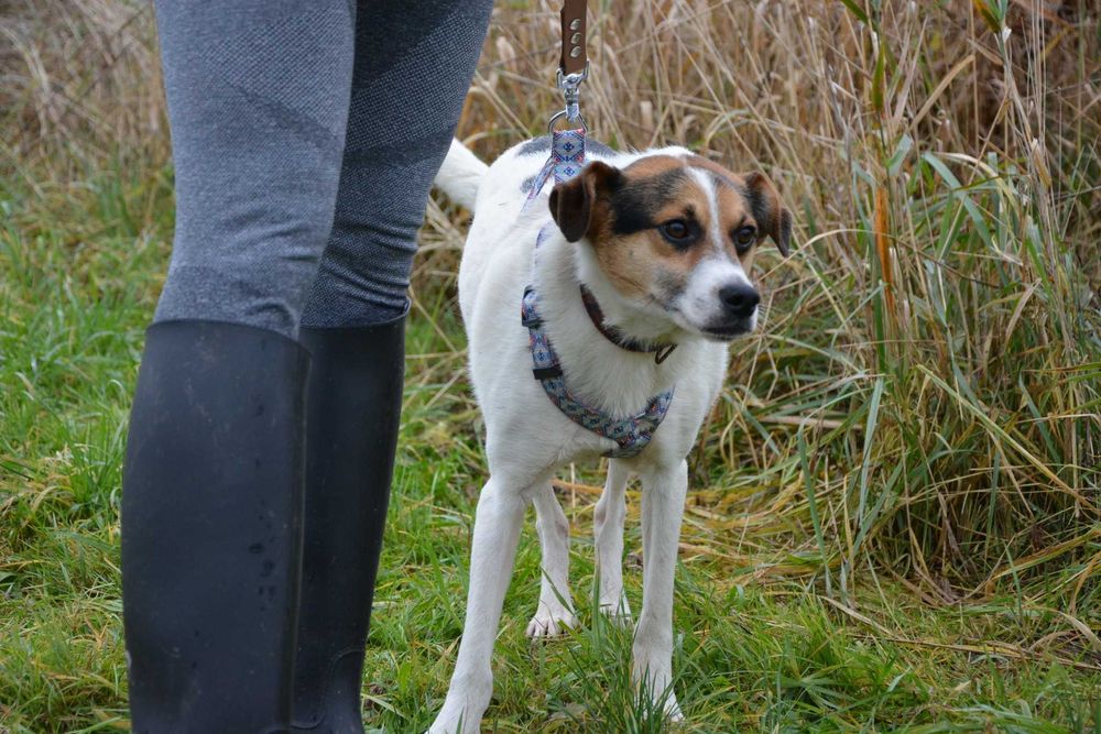 Brodi - słodki pycholek szuka nowego domu ADOPCJA