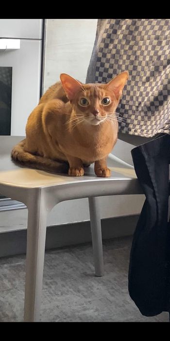 Абиссинская кошка