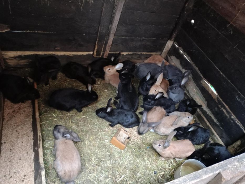 Króliki  samce I samice