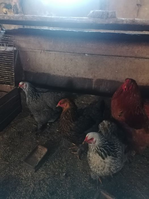 Jaja lęgowe silek,  brahma olbrzymia.