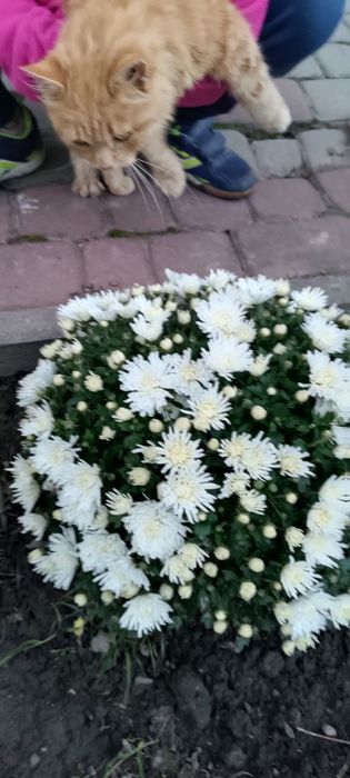 Хризантеми низькорослі шаровидні багаторічні різнокольорові