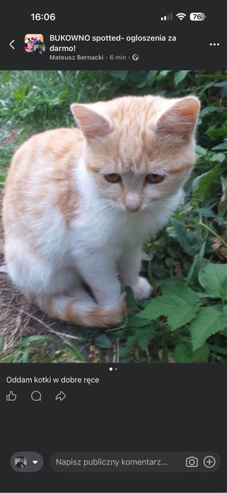 Oddam kotcieta w dobre rece