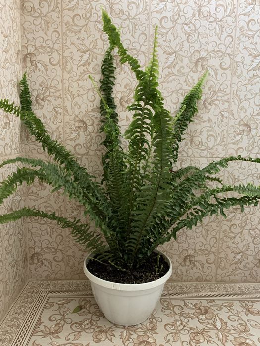 Кімнатні рослини аспарагус, хлорофітум,паперомія, сансевієрія та ін.