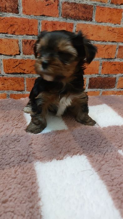 Chlopak yorkshire terrier