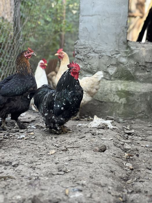 Карликові кури кохінхін