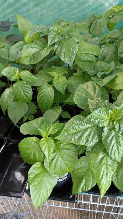 Vendo Plantas de Pimentas / Malaguetas raras ( 200 variedades)