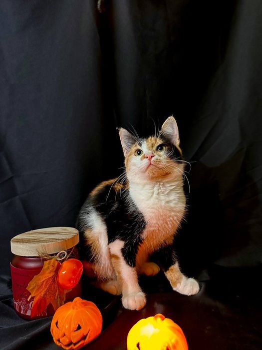 Трехцветная кошка котенок