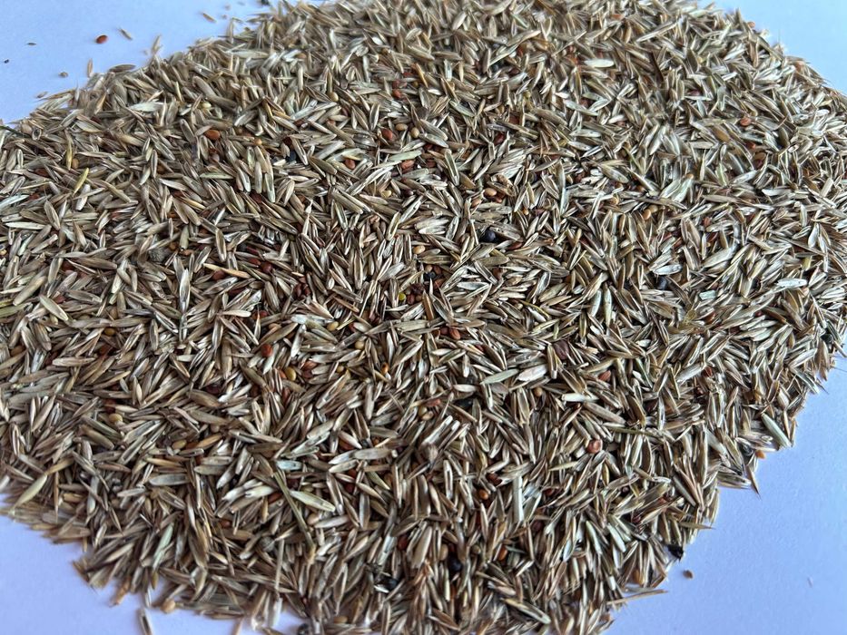 Mieszanka traw, zbiór 2025