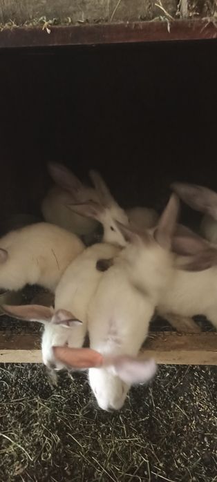 Продам кроленнят Каліфорнійці