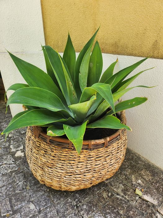 Cesta com planta natural
