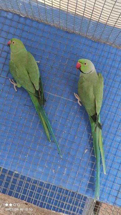 Ringneks aves de perfeita saúde maxos e fêmeas