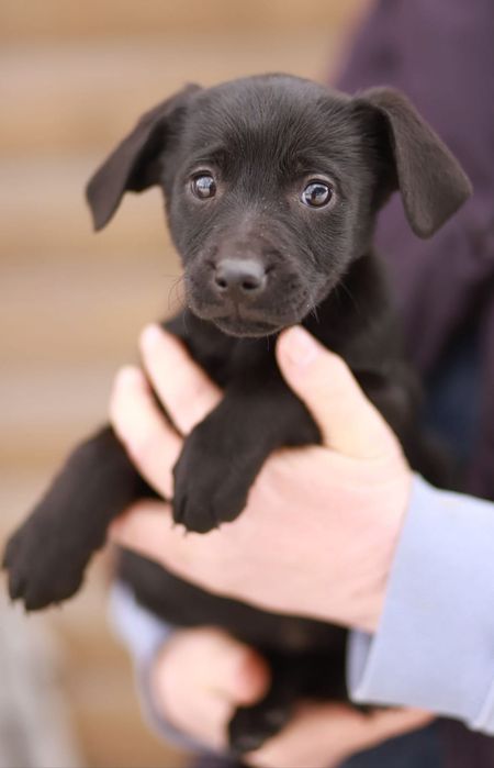 Wesołe, rozbiegane maluchy szukają kochających domów