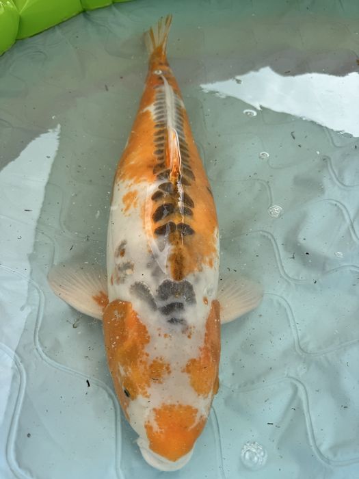 Carpa koi hi shushui female 85+