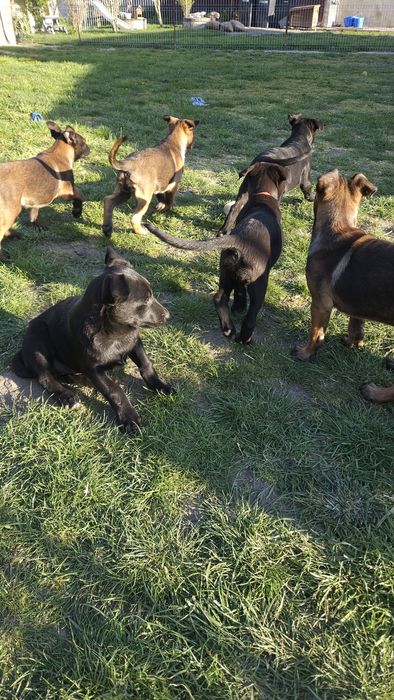 Szczeniak Owczarek Belgijski Malinois piesek