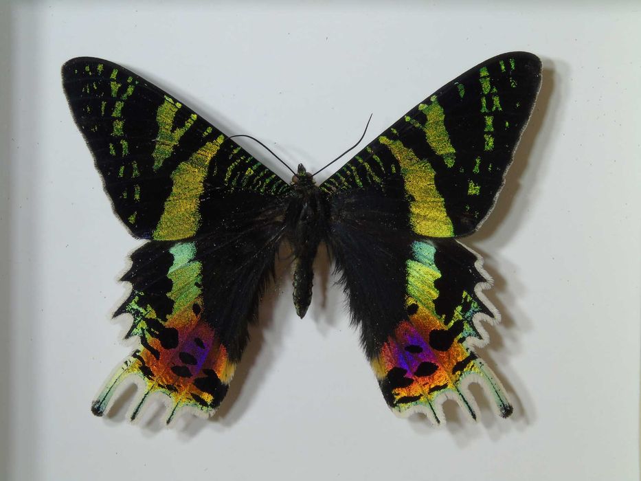 Motyl w ramce 12 x 10 cm . Urania ripheus .