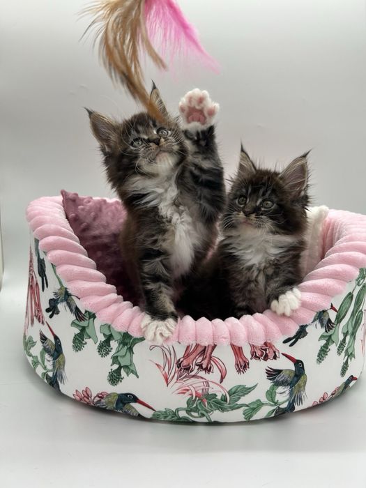 Мейн кун девченки