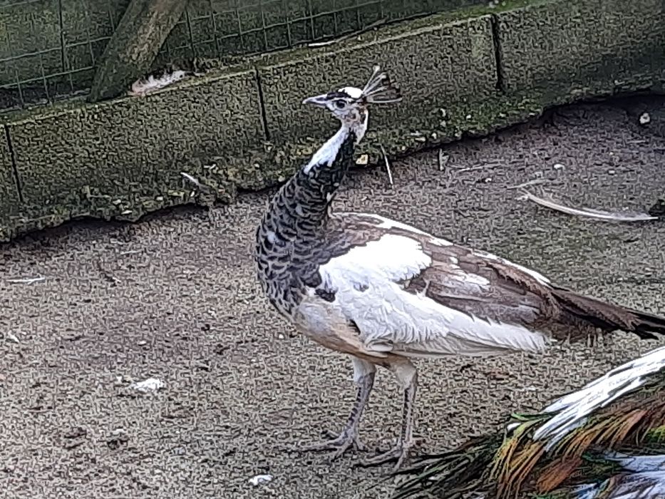 Pavões  de várias  raças