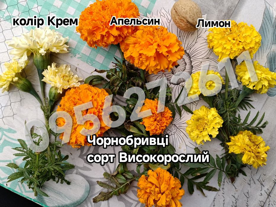 Африканські чорнобривці  гіганти ​Шафрани насіння 1чарка насіння 50грн