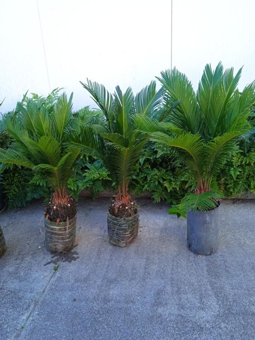 Vendo sicas bonitas  para jardim.