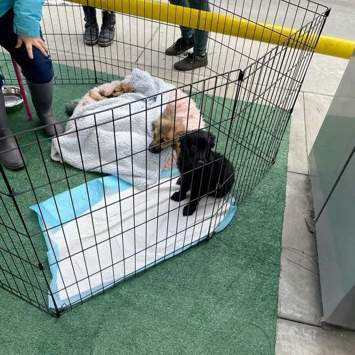 Клітка манеж с дверкой 180х60х76 см клетка для собак кошек щенков