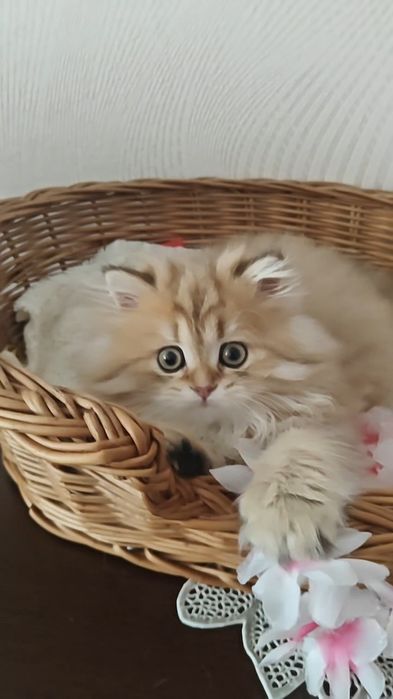 Хлопчик золота шиншила ny 11