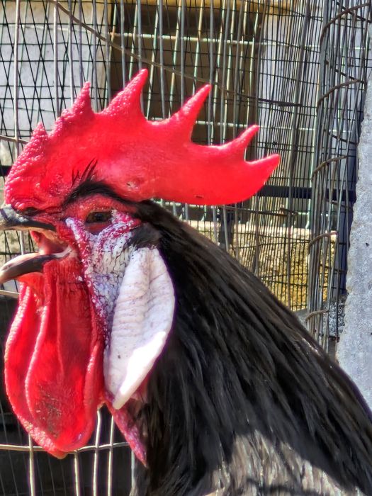 Galinhas cara de palhaço