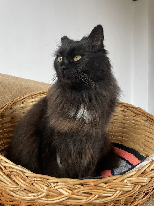 Кошечка Нора, отдаем в добрые руки