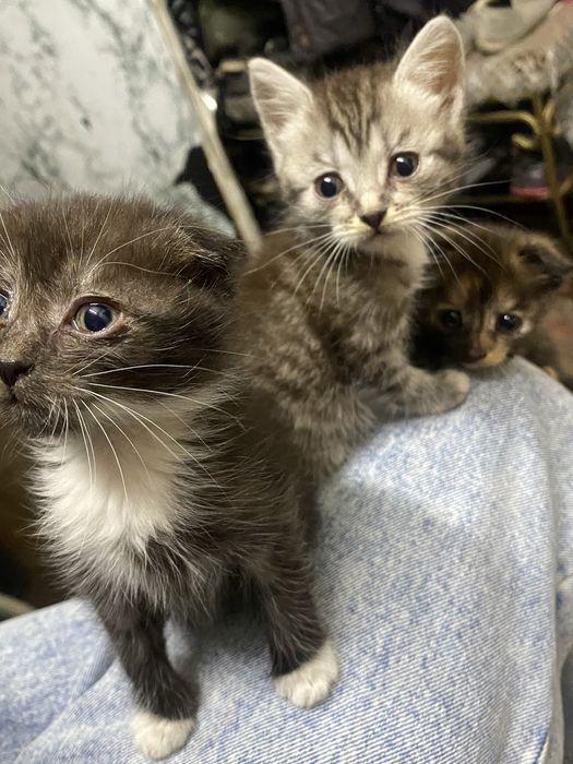 Котята в добрі руки