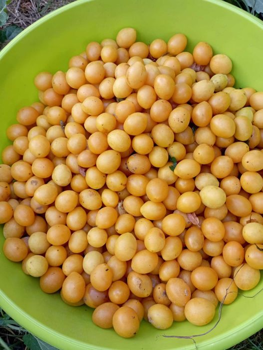 Mirabelka żółta sadzonki