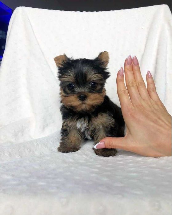 Продаж цуценят йорка