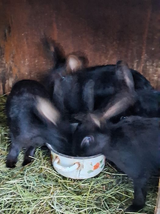 Продам кролів по пять місяців