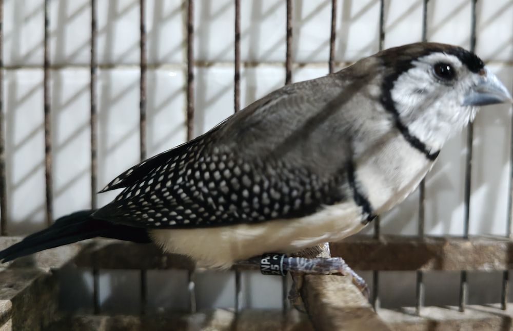 Mandarins gigantes e outros