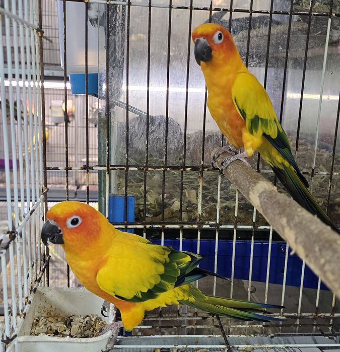 Aratinga Sol muito bonitas