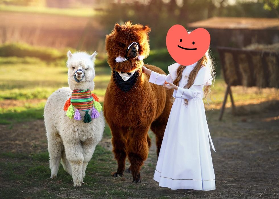 Sprzedam 3  alpaki - samce