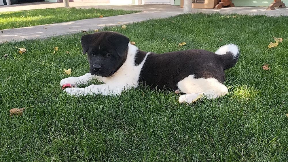 Американські Акіти