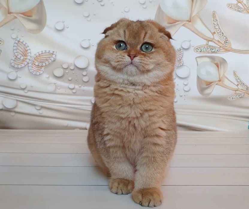 Эксклюзивный золотой кот в поисках невесты