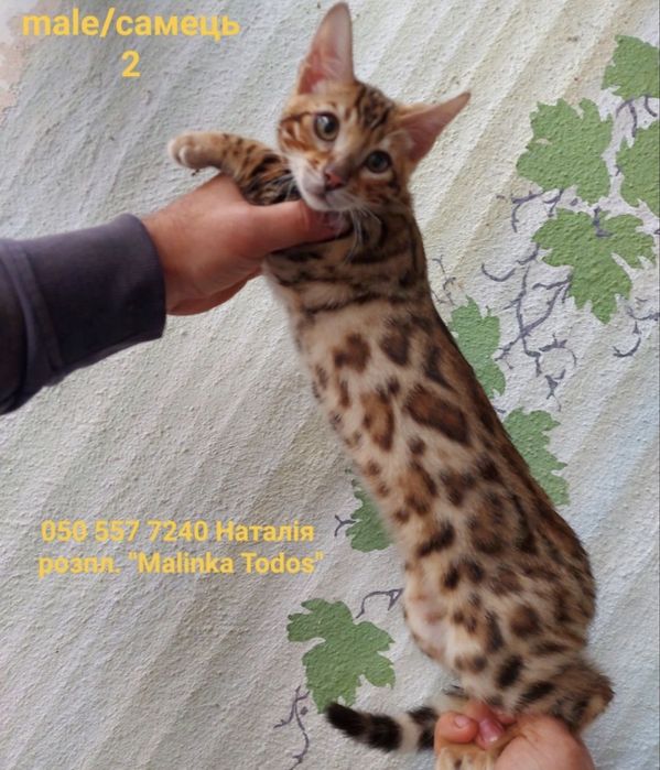 Бенгальський котик з документами клубу