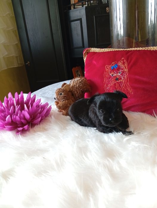 Mini suczka Black Yorkshire terrier ok.1.20kg.nie biewer.