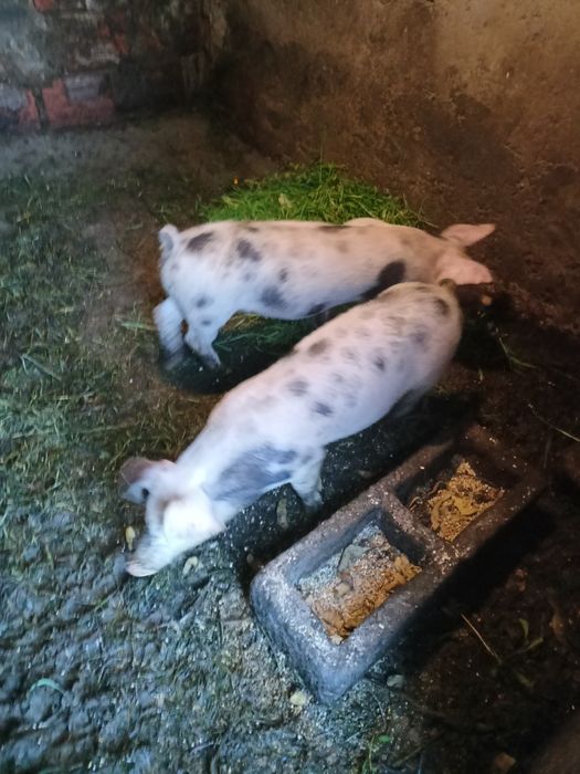 Leitões caseiros
