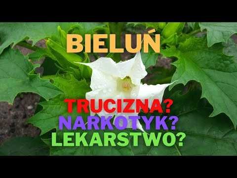 DATURA stramonium, nasiona, bieluń 30 zł za 300 nasion