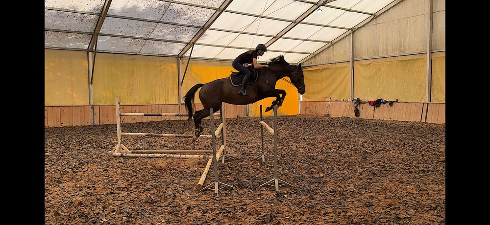 Klacz Wielkopolska Profesor