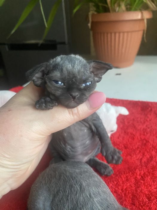 Дівчинка 1 місяць