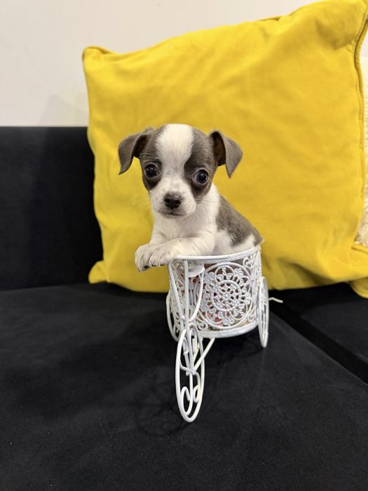 Chihuahua menino top